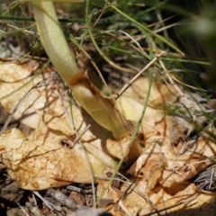 Oligochaetochilus sp. at Mount Majura - 29 Sep 2014