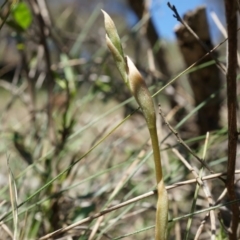 Oligochaetochilus sp. (A Rustyhood Orchid) at P11 - 29 Sep 2014 by AaronClausen