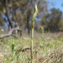 Pterostylidinae (greenhood alliance) (A Greenhood) at Mount Majura - 29 Sep 2014 by AaronClausen