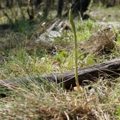 Oligochaetochilus sp. (A Rustyhood Orchid) at P11 - 29 Sep 2014 by AaronClausen