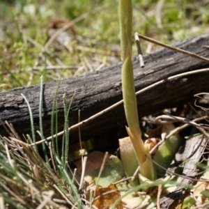 Oligochaetochilus sp. at Mount Majura - suppressed