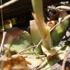 Oligochaetochilus sp. at Mount Majura - suppressed