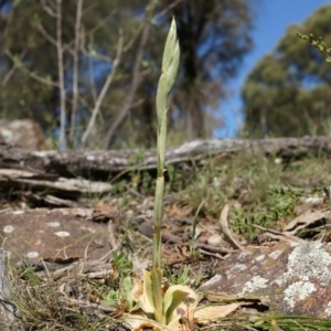 Oligochaetochilus sp. at Mount Majura - 29 Sep 2014