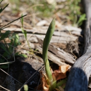 Oligochaetochilus sp. at Mount Majura - 29 Sep 2014