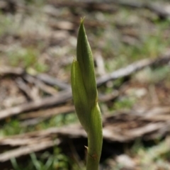 Pterostylidinae (greenhood alliance) (A Greenhood) at P11 - 29 Sep 2014 by AaronClausen