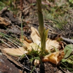 Pterostylidinae (greenhood alliance) at Mount Majura - suppressed