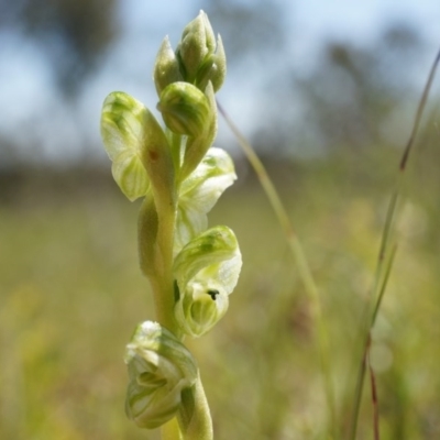 Hymenochilus cycnocephalus (Swan greenhood) at Majura, ACT - 29 Sep 2014 by AaronClausen