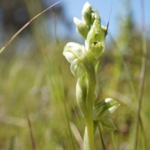 Hymenochilus cycnocephalus at Majura, ACT - 29 Sep 2014