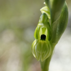 Hymenochilus bicolor (ACT) = Pterostylis bicolor (NSW) at Majura, ACT - 29 Sep 2014