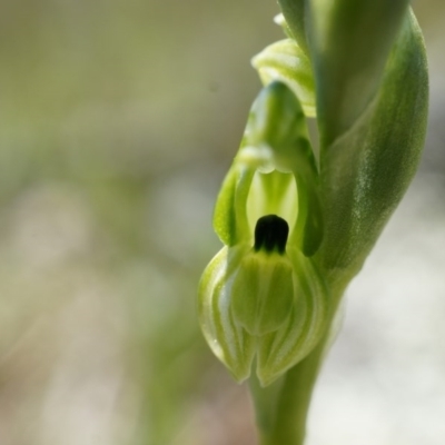 Hymenochilus bicolor (ACT) = Pterostylis bicolor (NSW) (Black-tip Greenhood) at Majura, ACT - 29 Sep 2014 by AaronClausen