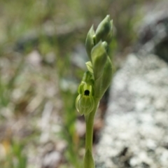 Hymenochilus bicolor (ACT) = Pterostylis bicolor (NSW) at Majura, ACT - 29 Sep 2014