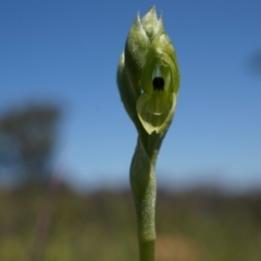 Hymenochilus bicolor (Black-tip Greenhood) at Majura, ACT - 29 Sep 2014 by AaronClausen