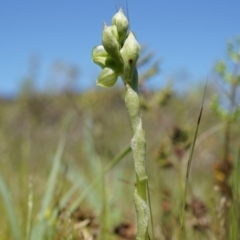 Hymenochilus bicolor at Majura, ACT - 29 Sep 2014