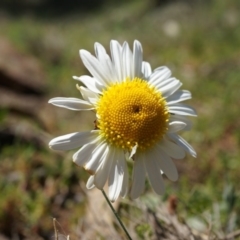 Brachyscome diversifolia var. diversifolia (Large-headed Daisy) at P11 - 29 Sep 2014 by AaronClausen