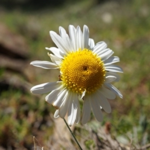 Brachyscome diversifolia var. diversifolia at Canberra Central, ACT - 29 Sep 2014 01:18 PM