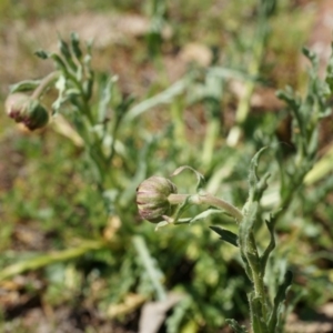 Brachyscome diversifolia var. diversifolia at Canberra Central, ACT - 29 Sep 2014 01:18 PM