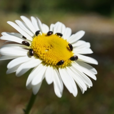 Brachyscome diversifolia var. diversifolia (Large-headed Daisy) at P11 - 29 Sep 2014 by AaronClausen