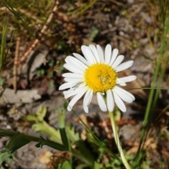 Brachyscome diversifolia var. diversifolia (Large-headed Daisy) at P11 - 29 Sep 2014 by AaronClausen