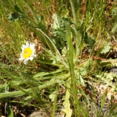 Brachyscome diversifolia var. diversifolia at Hackett, ACT - 29 Sep 2014 12:43 PM