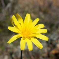 Microseris walteri (Yam Daisy, Murnong) at Majura, ACT - 29 Sep 2014 by AaronClausen