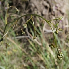 Dianella revoluta var. revoluta (Black-Anther Flax Lily) at Hackett, ACT - 29 Sep 2014 by AaronClausen