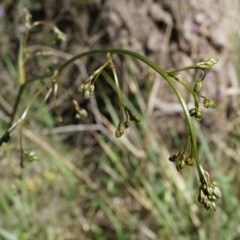 Dianella revoluta var. revoluta (Black-Anther Flax Lily) at P11 - 29 Sep 2014 by AaronClausen