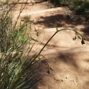 Dianella revoluta var. revoluta at Hackett, ACT - 29 Sep 2014 12:46 PM