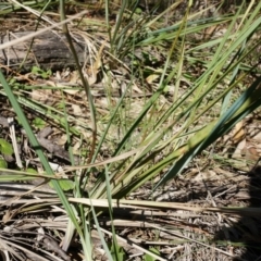 Dianella revoluta var. revoluta at Hackett, ACT - 29 Sep 2014 12:46 PM