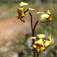 Diuris pardina (Leopard Doubletail) at Majura, ACT - 29 Sep 2014 by AaronClausen