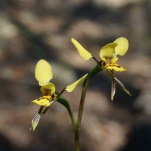 Diuris sp. at Canberra Central, ACT - suppressed