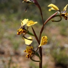 Diuris pardina (Leopard Doubletail) at Majura, ACT - 29 Sep 2014 by AaronClausen