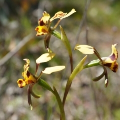 Diuris pardina at Majura, ACT - suppressed