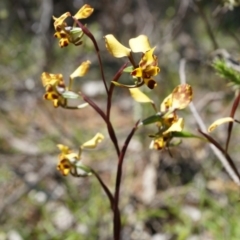 Diuris pardina at Majura, ACT - suppressed