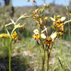 Diuris pardina at Majura, ACT - suppressed