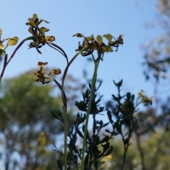 Diuris pardina at Majura, ACT - suppressed