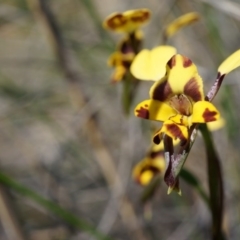 Diuris sp. (A Donkey Orchid) at Canberra Central, ACT - 29 Sep 2014 by AaronClausen