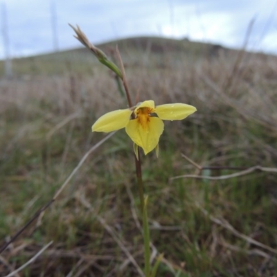 Diuris chryseopsis (Golden Moth) at Tuggeranong Hill - 24 Sep 2014 by MichaelBedingfield