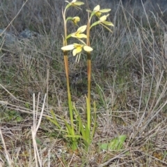 Diuris chryseopsis (Golden Moth) at Tuggeranong Hill - 24 Sep 2014 by MichaelBedingfield