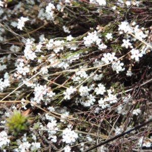 Leucopogon virgatus at Tuggeranong DC, ACT - 24 Sep 2014