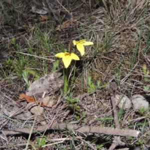 Diuris chryseopsis at Tuggeranong DC, ACT - suppressed