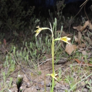 Diuris chryseopsis at Tuggeranong DC, ACT - suppressed