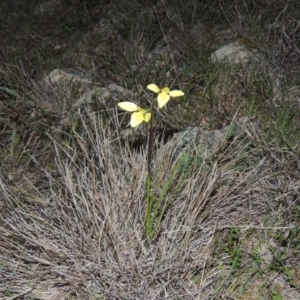 Diuris chryseopsis at Tuggeranong DC, ACT - suppressed