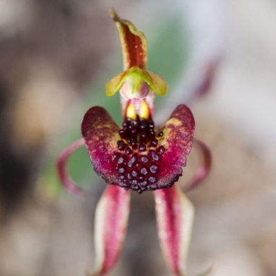 Caladenia actensis (Canberra Spider Orchid) at Canberra Airport, ACT - 27 Sep 2014 by TobiasHayashi