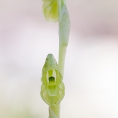 Hymenochilus muticus (Midget Greenhood) at Kowen Escarpment - 27 Sep 2014 by TobiasHayashi