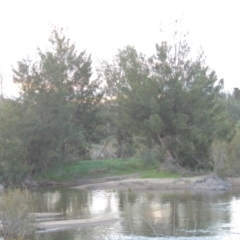 Casuarina cunninghamiana subsp. cunninghamiana (River She-Oak, River Oak) at Paddys River, ACT - 25 Sep 2014 by michaelb