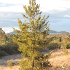 Casuarina cunninghamiana subsp. cunninghamiana at Paddys River, ACT - 25 Sep 2014