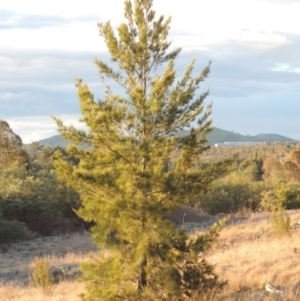 Casuarina cunninghamiana subsp. cunninghamiana at Paddys River, ACT - 25 Sep 2014