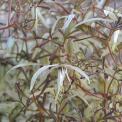 Clematis leptophylla (Small-leaf Clematis, Old Man's Beard) at Pine Island to Point Hut - 25 Sep 2014 by michaelb