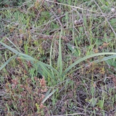 Dianella sp. aff. longifolia (Benambra) (Pale Flax Lily, Blue Flax Lily) at Pine Island to Point Hut - 25 Sep 2014 by MichaelBedingfield