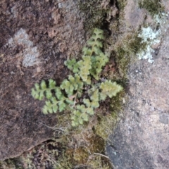 Pleurosorus rutifolius (Blanket Fern) at Pine Island to Point Hut - 25 Sep 2014 by michaelb